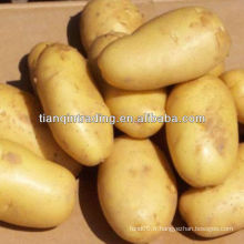 Exportateur de pommes de terre fraîches